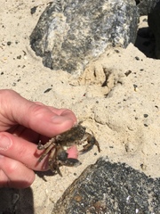 Panopeus herbstii