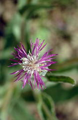 Centaurea pulchella