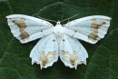 Eversmannia exornata