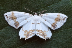 Eversmannia exornata