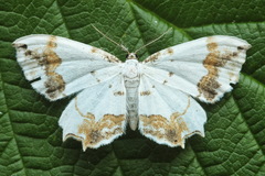 Eversmannia exornata