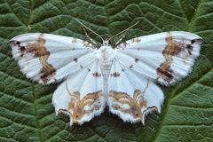 Eversmannia exornata