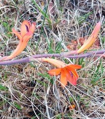 Watsonia schlechteri