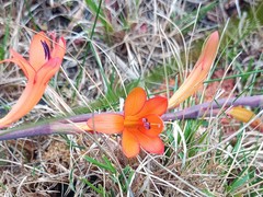 Watsonia schlechteri