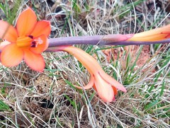 Watsonia schlechteri