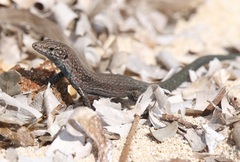 Podarcis lilfordi