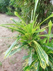 Codiaeum variegatum pictum