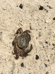 Panopeus herbstii