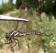 Aeshna juncea