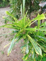 Codiaeum variegatum pictum