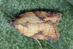 Acleris aspersana