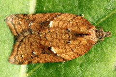 Acleris aspersana