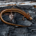 Bog Dwarf Salamander - Photo (c) evangrimes, some rights reserved (CC BY), uploaded by evangrimes
