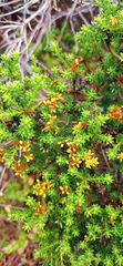 Oedera genistifolia