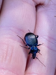 Sphaeroderus