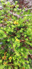 Oedera genistifolia