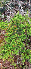 Oedera genistifolia