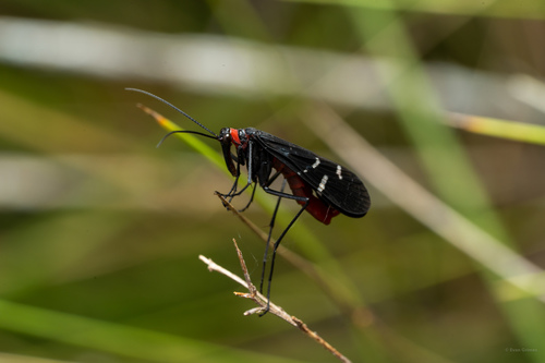 Mourning Scorpionfly