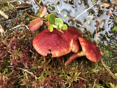 Suillus paluster