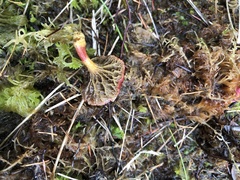 Suillus paluster