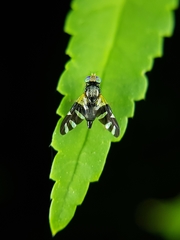 Sphaeniscus