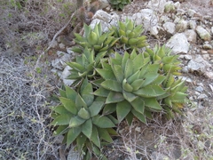 Agave margaritae