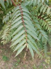 Ailanthus altissima