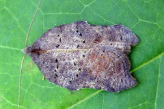 Acleris emargana