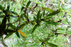 Coprosma linariifolia