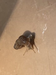 Choanopomops largillierti