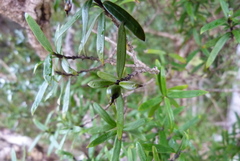 Coprosma linariifolia