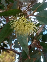 Image of Eucalyptus leucoxylon