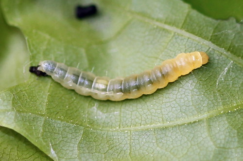 Maple Leaftier Moth, photo 2 of 10