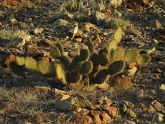 Opuntia pycnantha