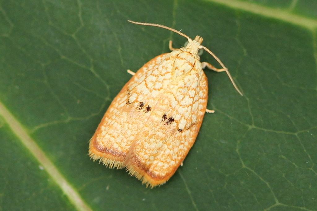 Maple Leaftier Moth, photo 1 of 10