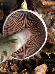 Cortinarius torvus