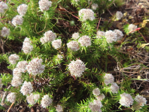 Image of Metalasia inversa by (c) linkie, some rights reserved (CC BY)