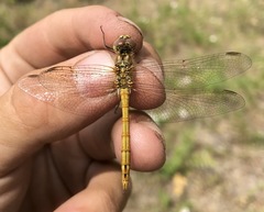 Sympetrum vulgatum