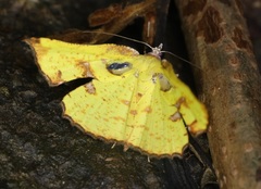 Corymica arnearia