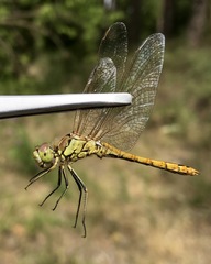Sympetrum vulgatum