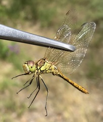 Sympetrum vulgatum
