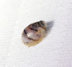 Hemisphaerius signifer