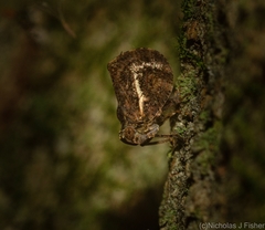 Cotylana angustifrons