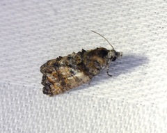 Polylopha cassiicola