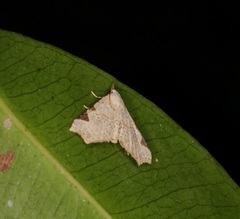 Prolophota trigonifera