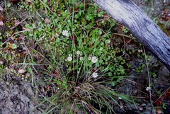 Lagenophora strangulata
