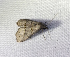 Schrankia bilineata