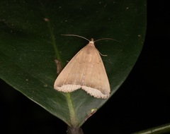 Simplicia mistacalis