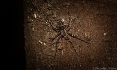 Tamopsis brachycauda
