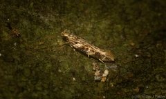 Limnaecia leptomeris